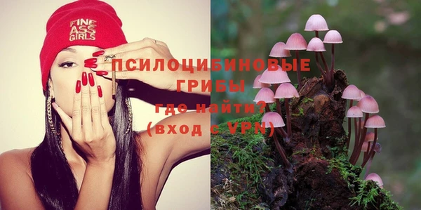 стаф Аркадак